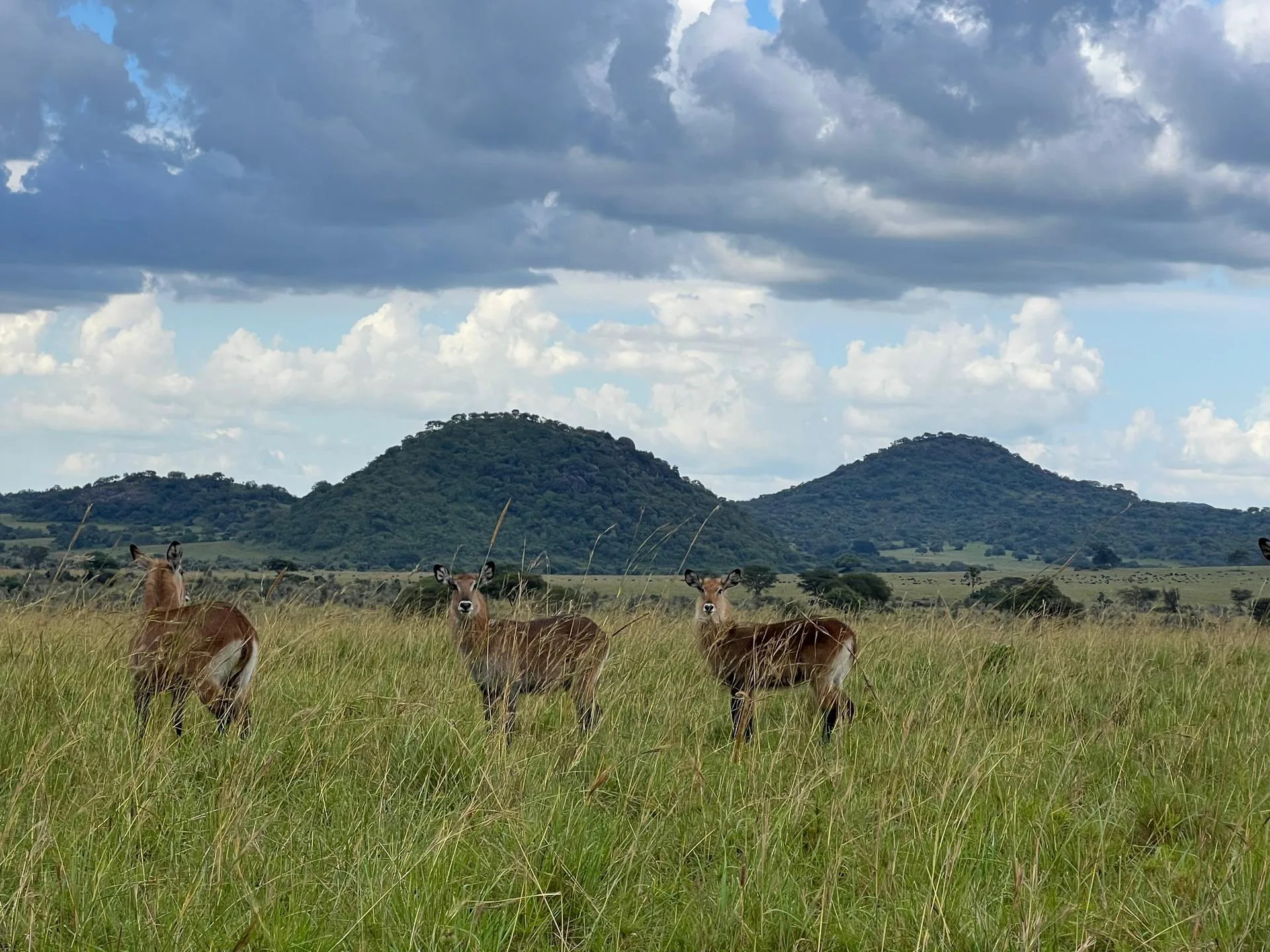 Antelope on a game drive in the Narus Valley landscape of Kidepo
